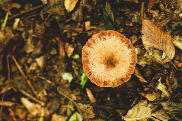 List of Poisonous Mushrooms to Avoid | Toxic Fungi | H&B